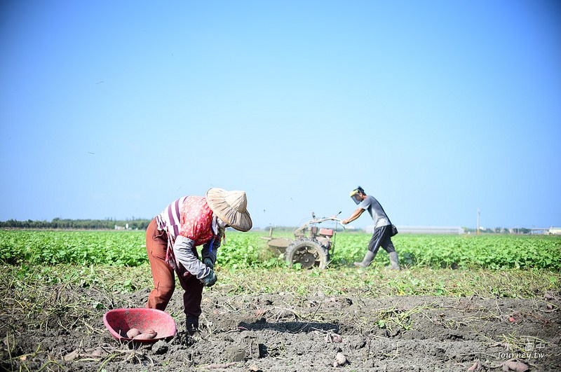 每一次低頭都是向土地致敬！體驗農人們的蕃薯精神_img_27